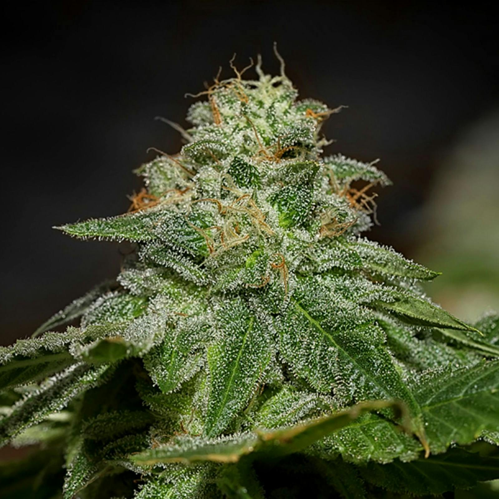 Lemonnade The Original Lemonnade Leafly